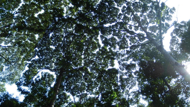 0779 DSCN0707